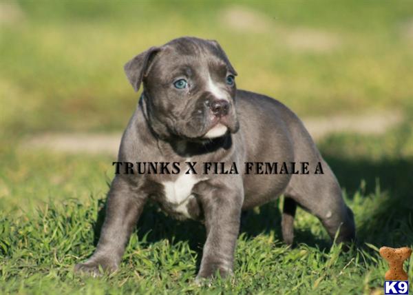 American Pit Bull Puppies
